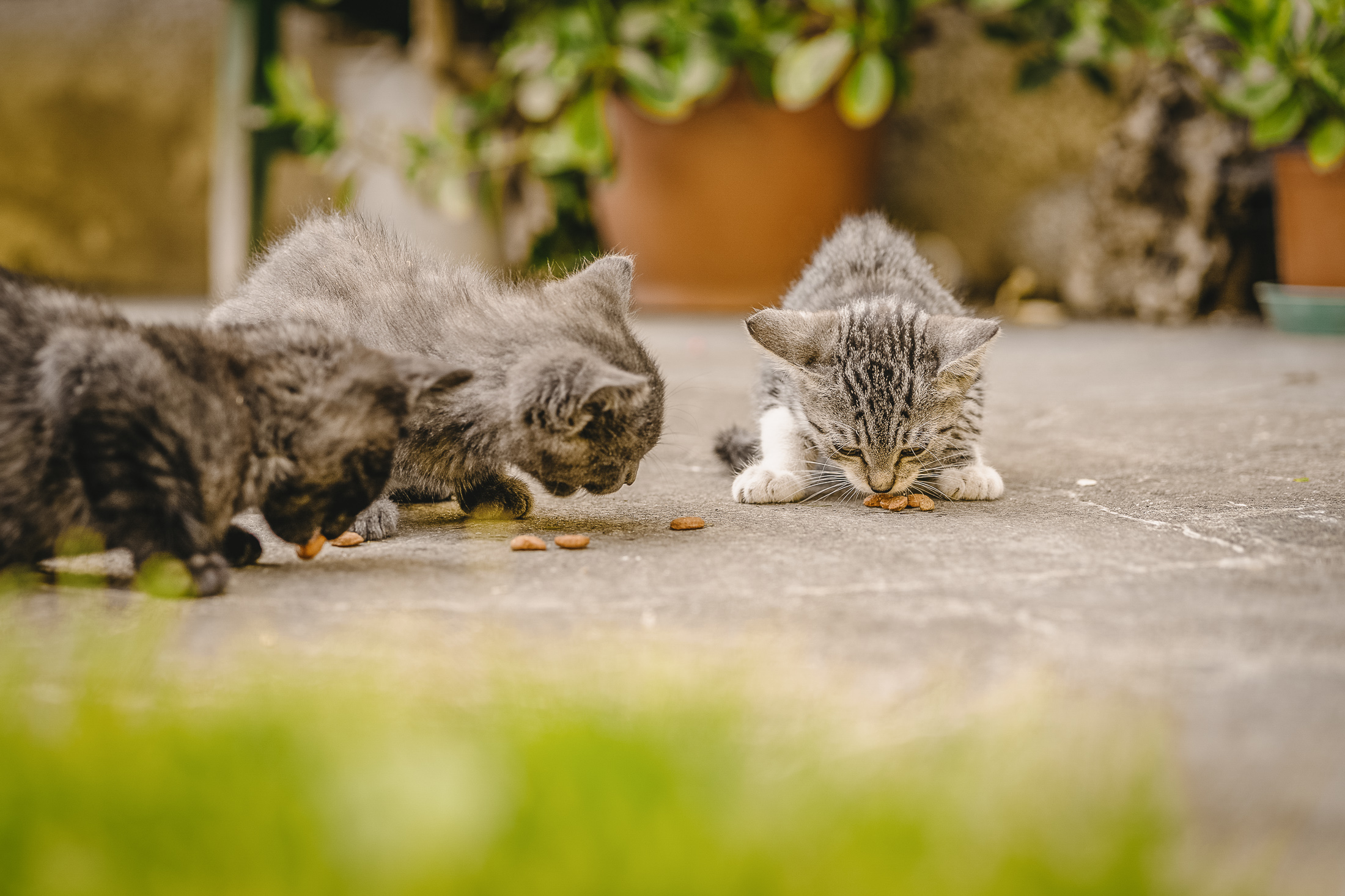 Katzen