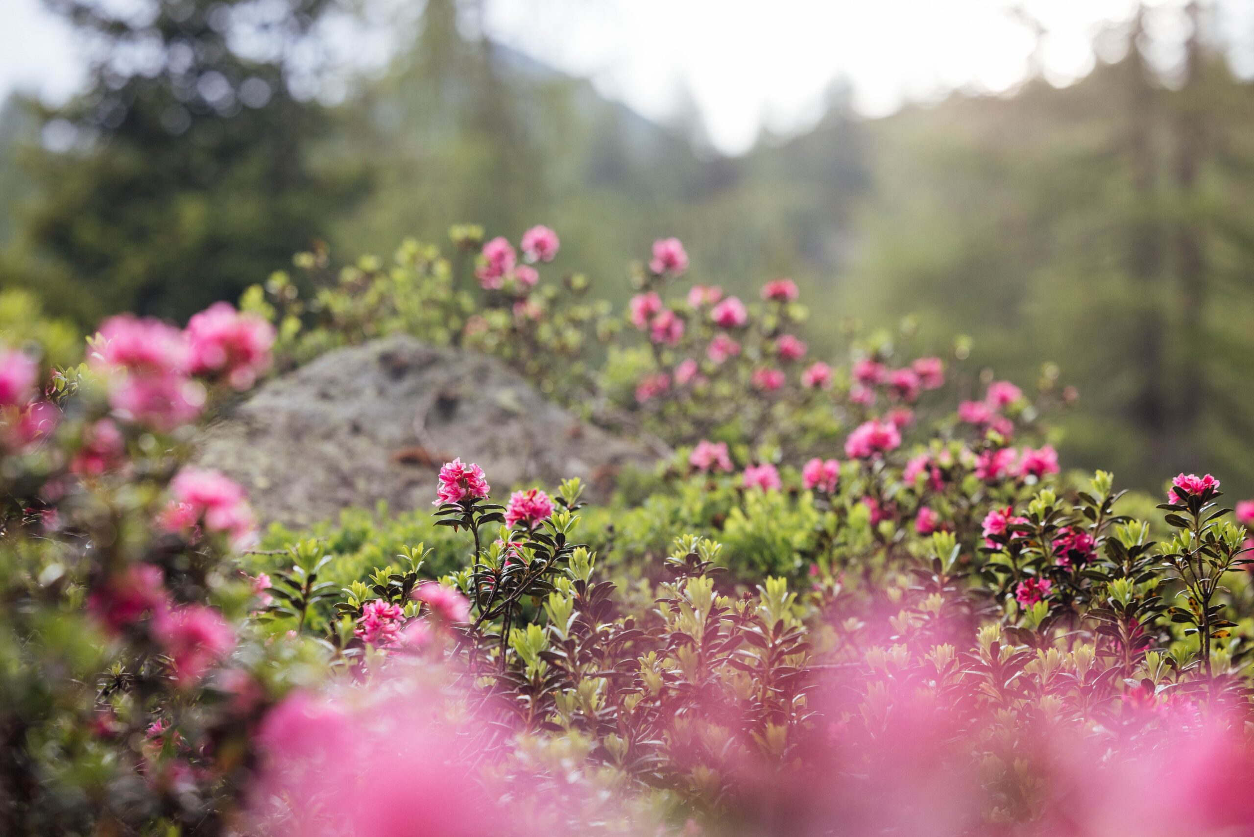 Natur Ahrntal Valle Aurina © TV Ahrntal Thomas Rötting()()